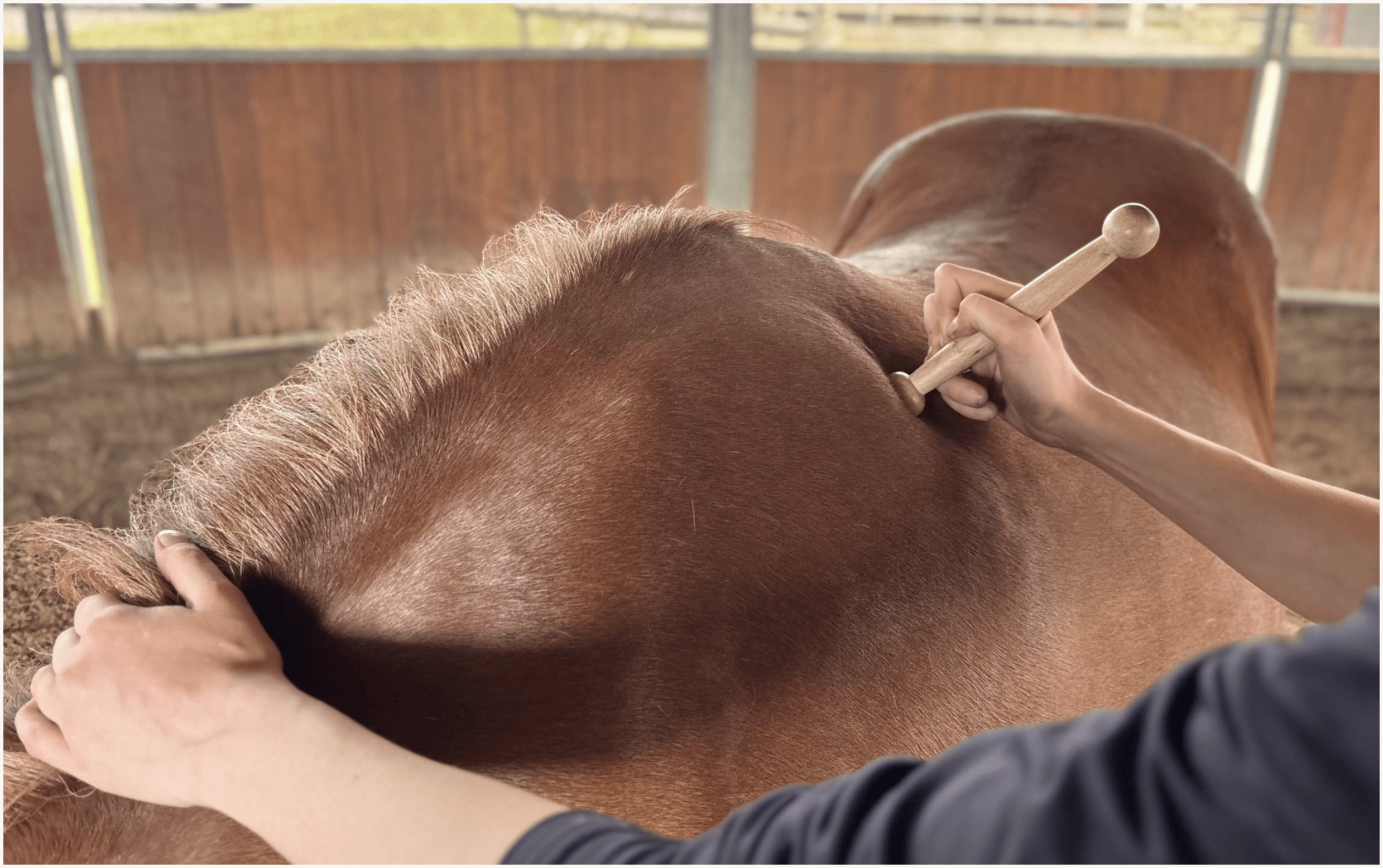 Pferdebehandlung mit Massagegriff am Rücken