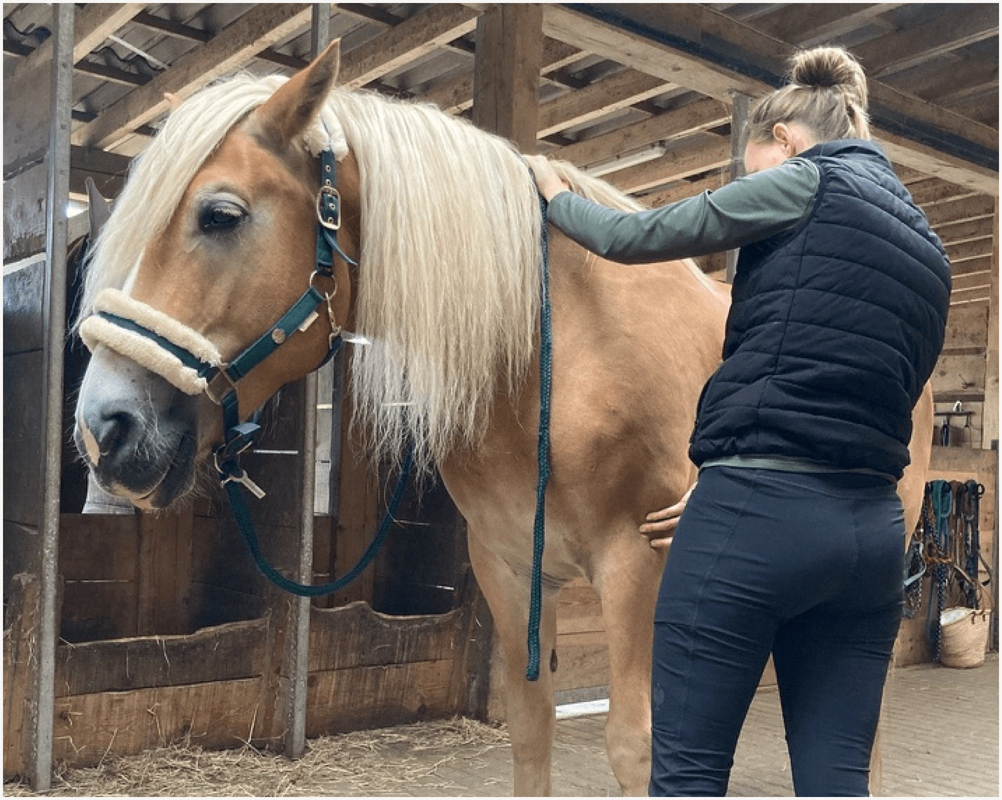 Rückenbehandlung eines Haflingers im Stall