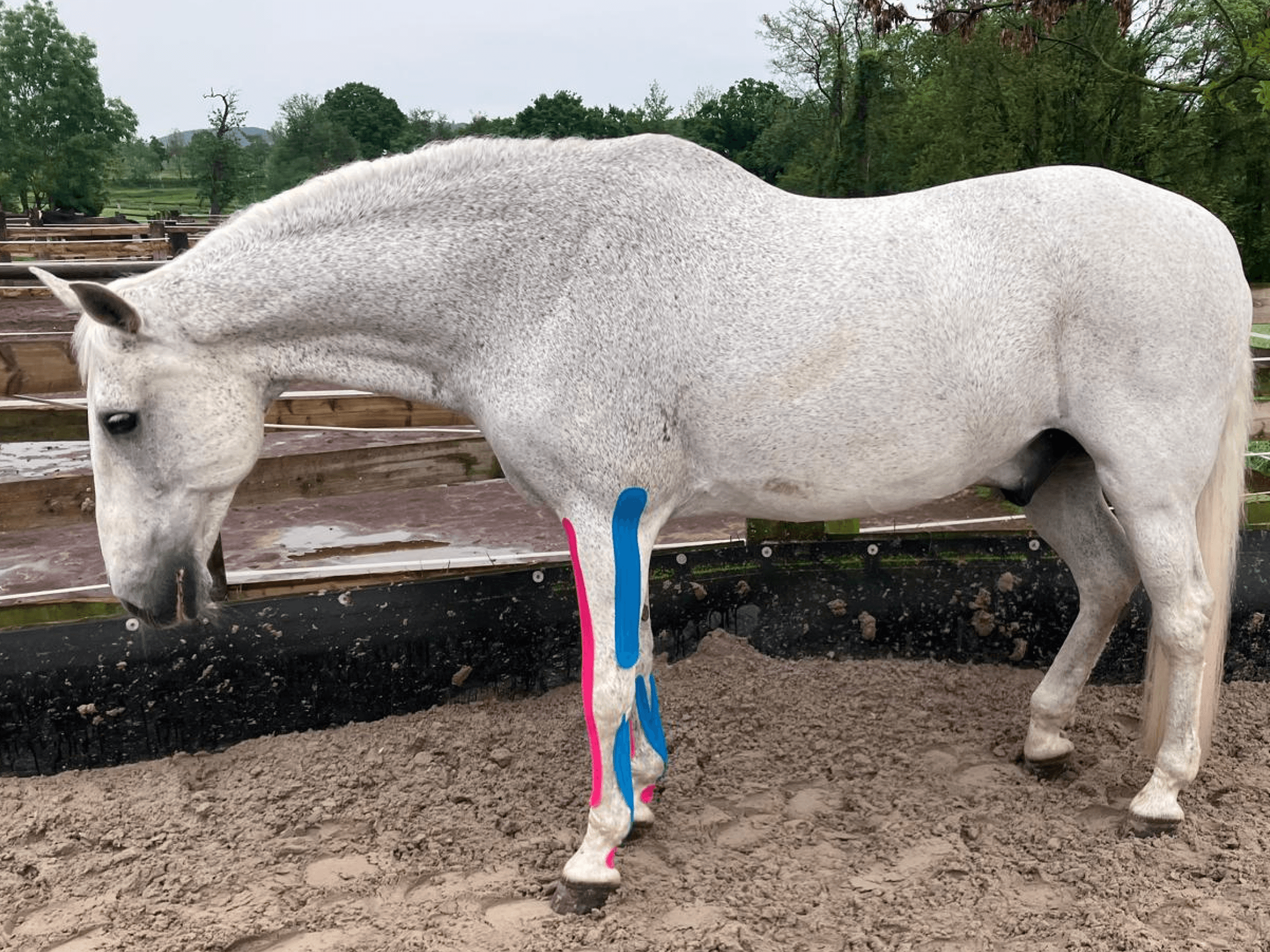 Weißes Pferd mit Taping zur Gesunderhaltung