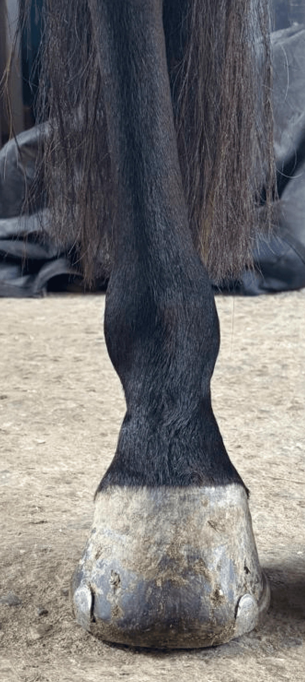 Hufdetail vor der Bearbeitung