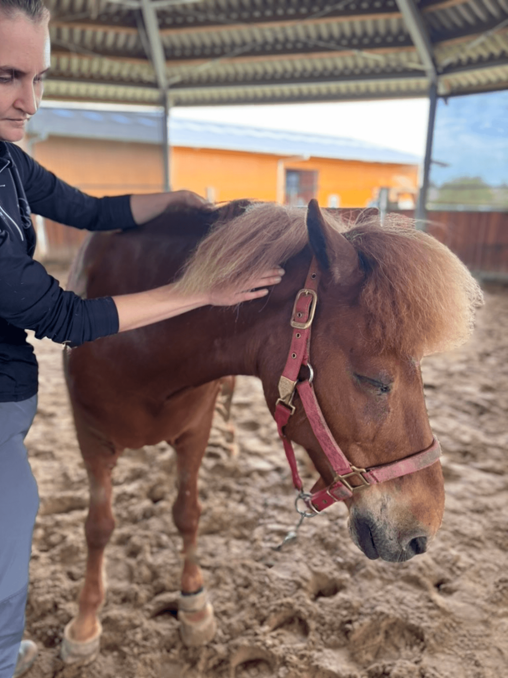Behandlung eines Ponys nach dem Zahnarzt